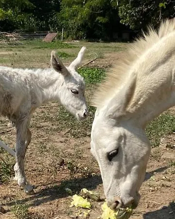 Agritexs Lantgård *
