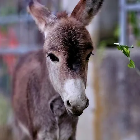 Agritexs 팜스테이 사비갈리노