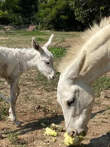 Agritexs Farmház *